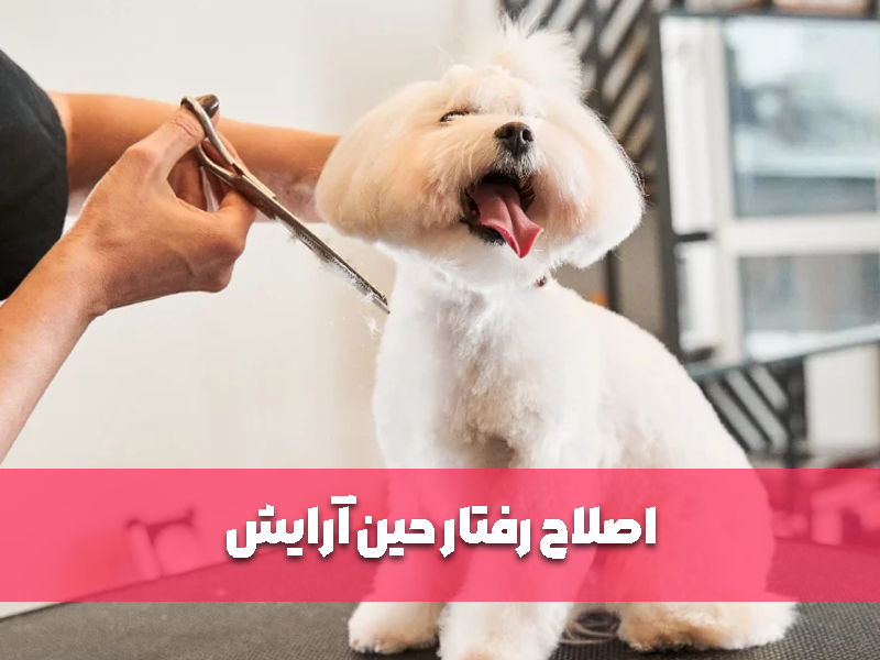 اصلاح رفتار حین آرایش